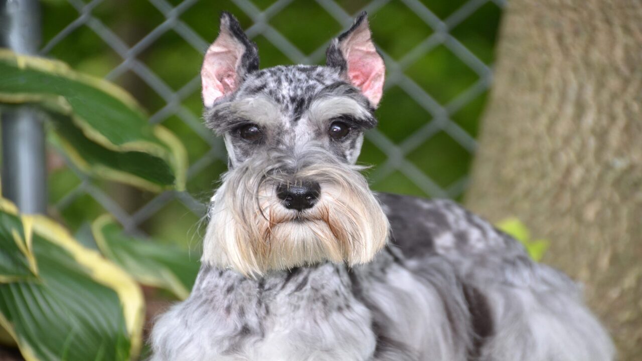 7 Best Breeders To Get Mini Schnauzers For Sale In Georgia