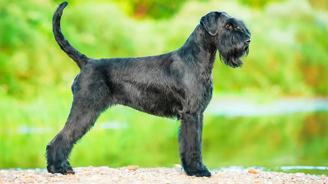 A Brief Overview Of The Giant Schnauzer