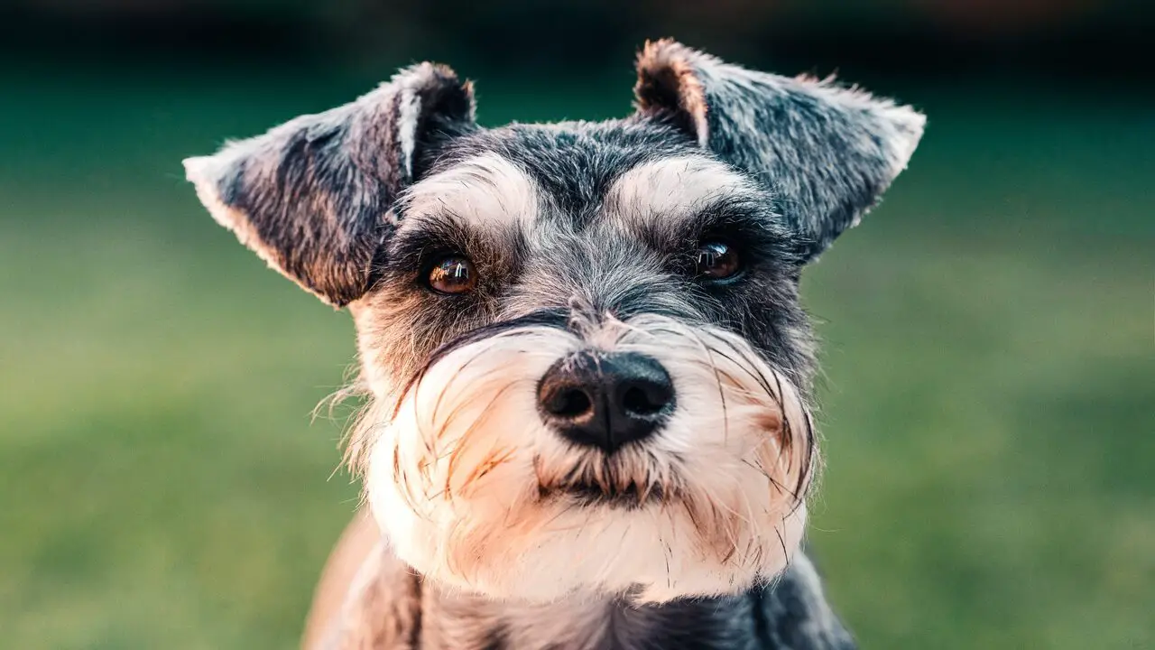 Achieve The Perfect Style For Schnauzer With Teddy Bear Cut