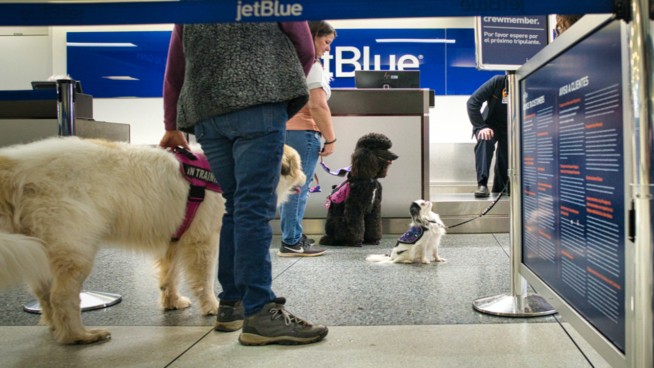 Air Travel Guidelines For Service Dogs In Training