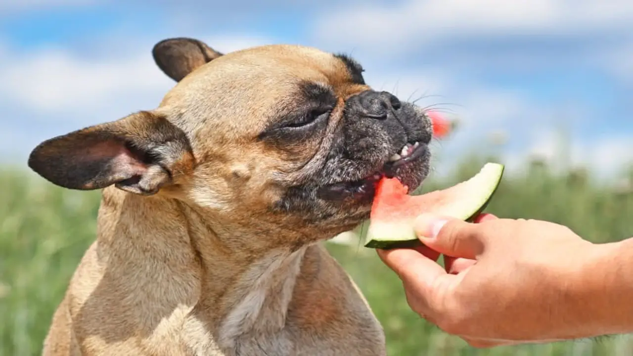 Alternatives To Passion Fruit For Dogs 