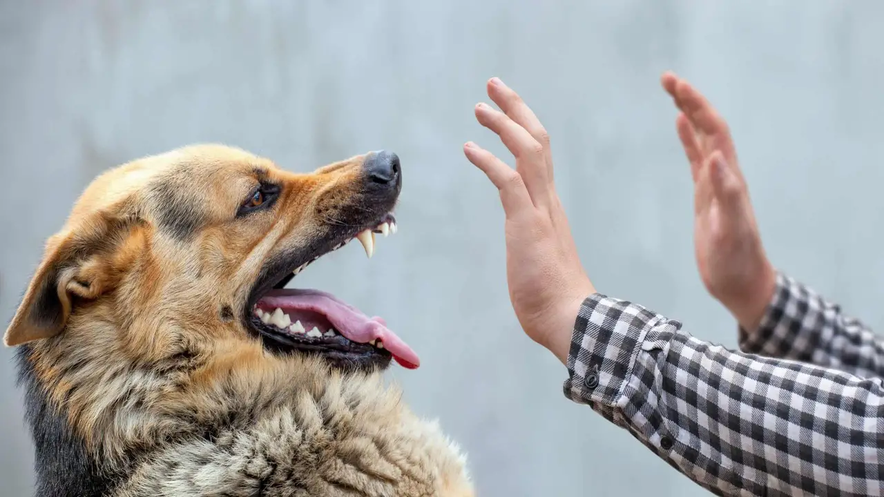 Analyzing The Reasons Behind Dog Bites