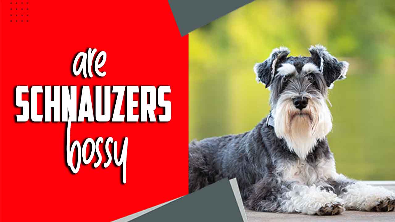 Are Schnauzers Bossy