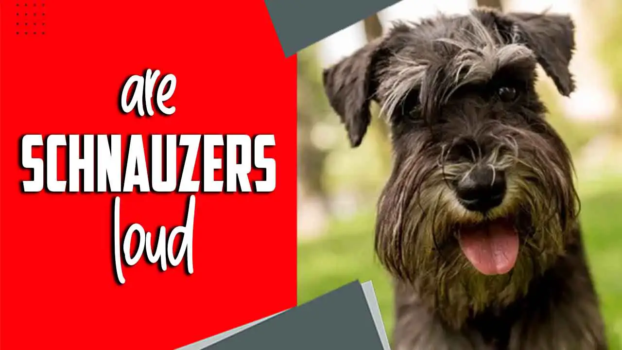 Are Schnauzers Loud