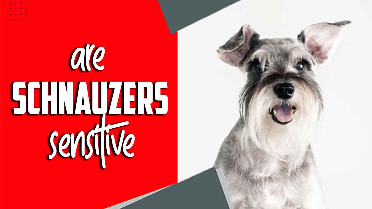 Are Schnauzers Sensitive