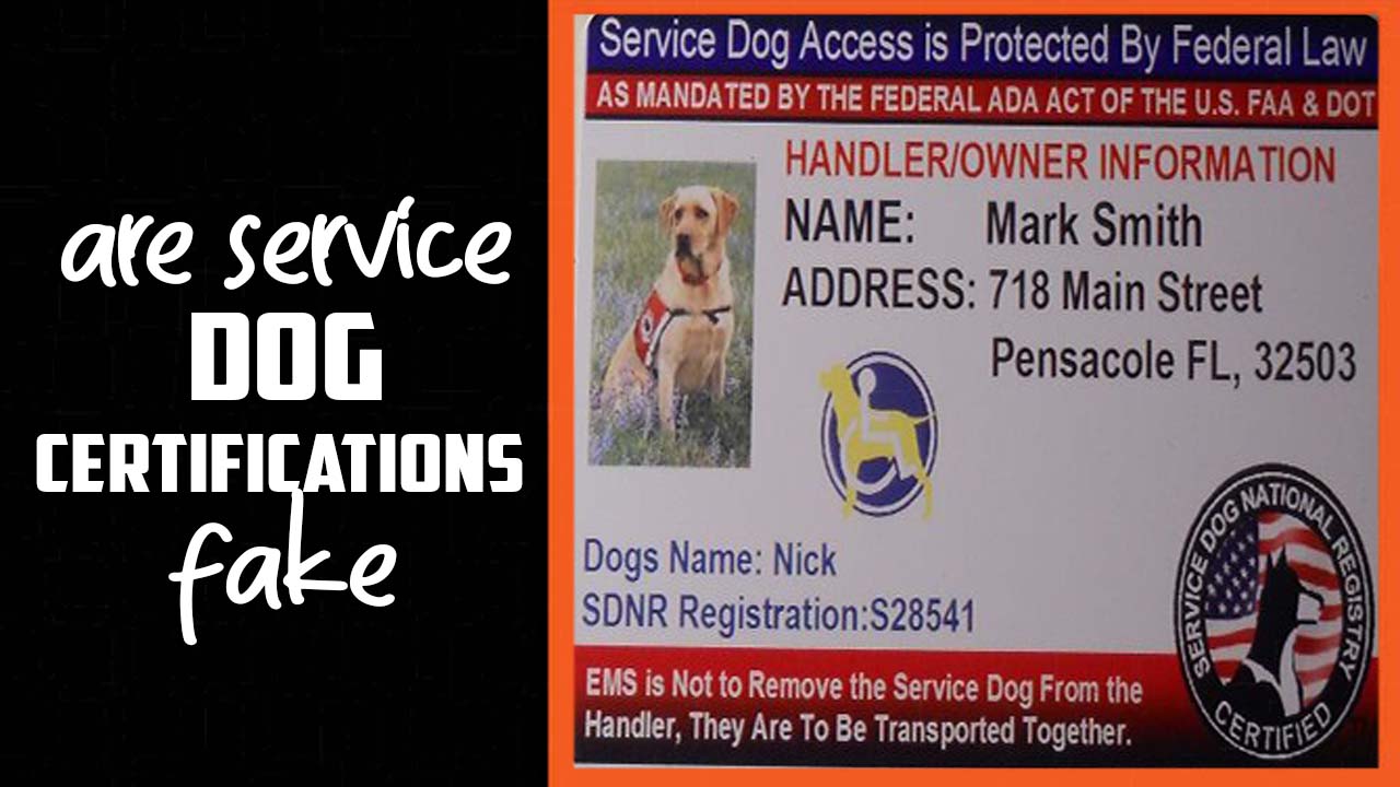 Are Service Dog Certifications Fake