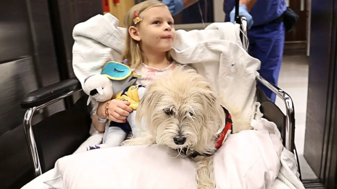 Are Service Dogs Allowed In Hospitals You Should Know