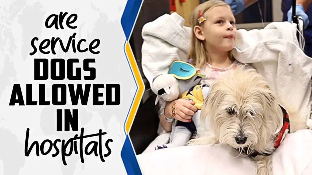 are-service-dogs-allowed-in-hospitals-what-you-need-to-know