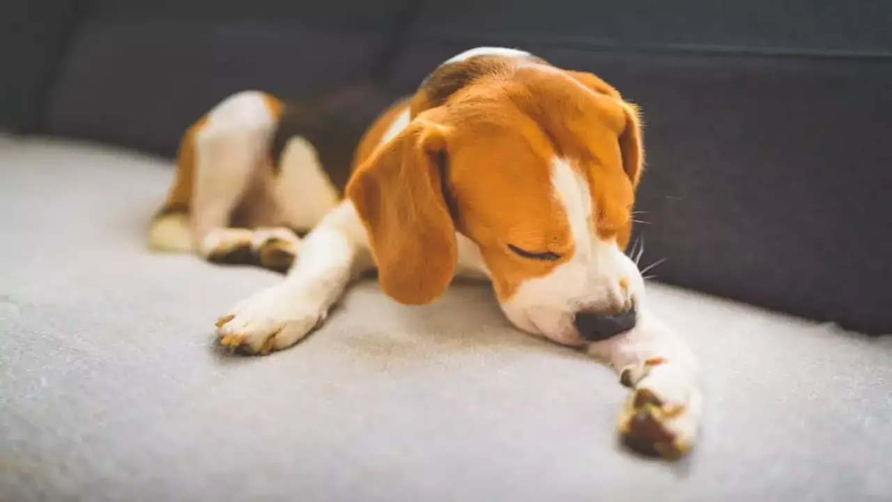 Autism Support Dogs For Individuals On The Autism Spectrum