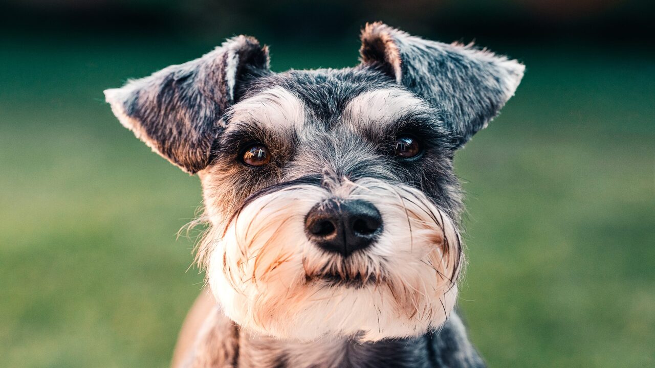 Best Practices For Schnauzer Skirt & Maintenance Of The Underline