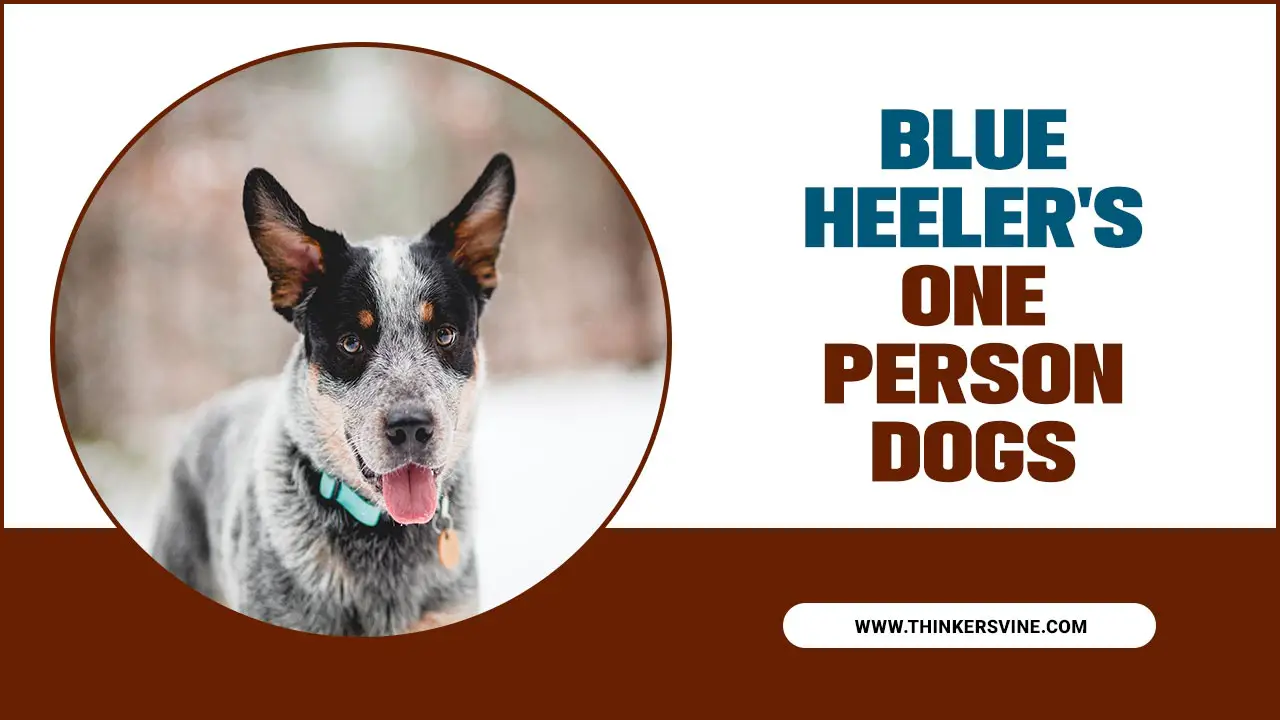 Blue Heeler's One Person Dogs