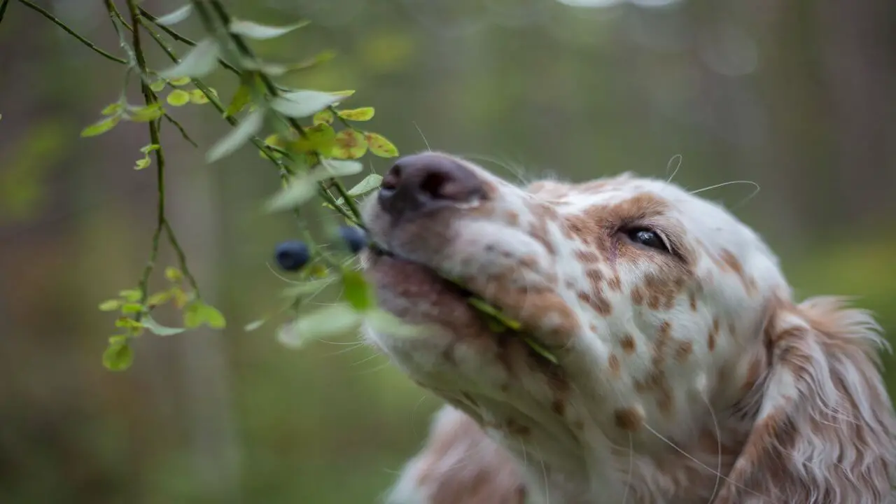 Can Acai Berries Harm Your Dog? The Revealed Answer