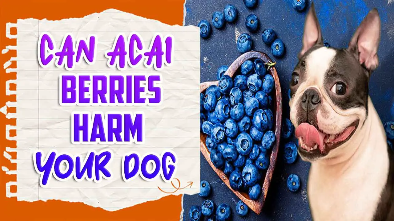 Can Acai Berries Harm Your Dog