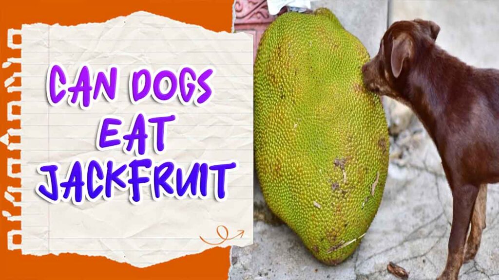 Can Dogs Eat Jackfruit A Guide For Dogs
