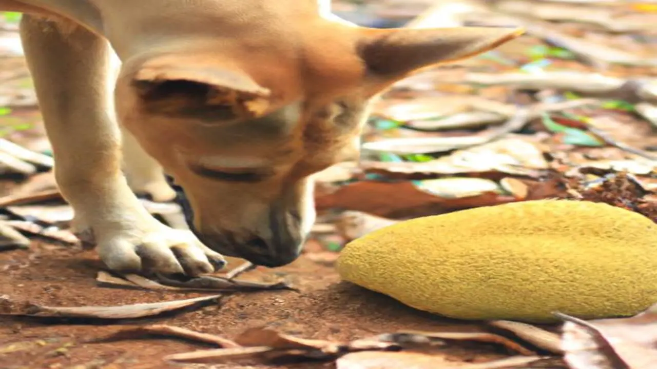 Can Dogs Eat Jackfruit The Revealed Answer