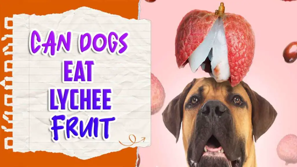 Can Dogs Eat Lychee Fruit A Guide For Dogs