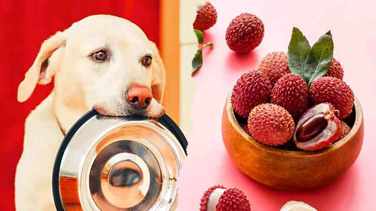 Can Dogs Eat Lychee Fruit You Need To Know