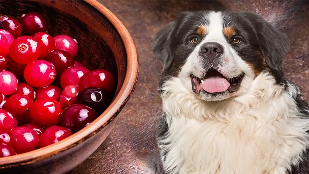 Can I Give My Dog Goji Berries Benefits And Risks