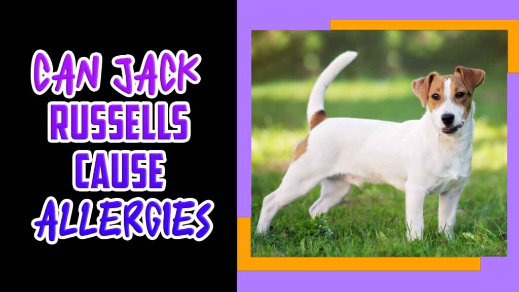 Can Jack Russells Cause Allergies Exploring The Facts