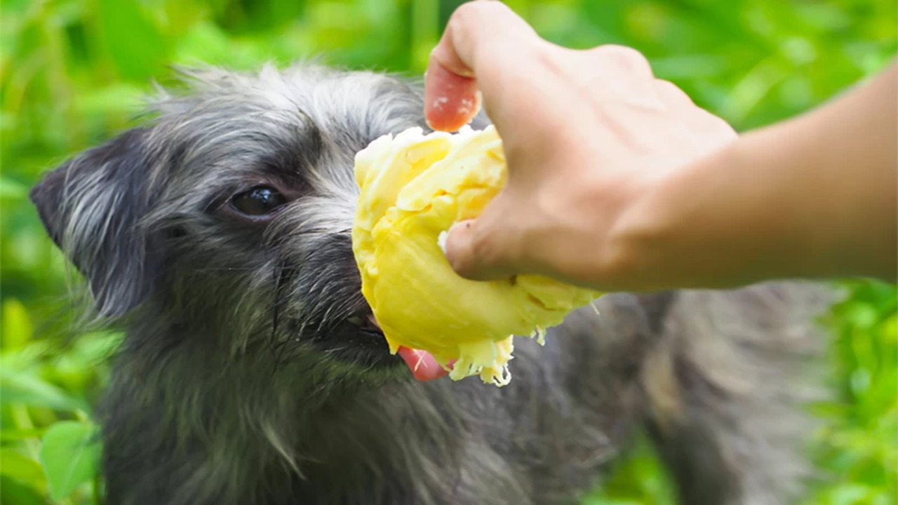 Can My Dog Eat Durian Fruit? Explained