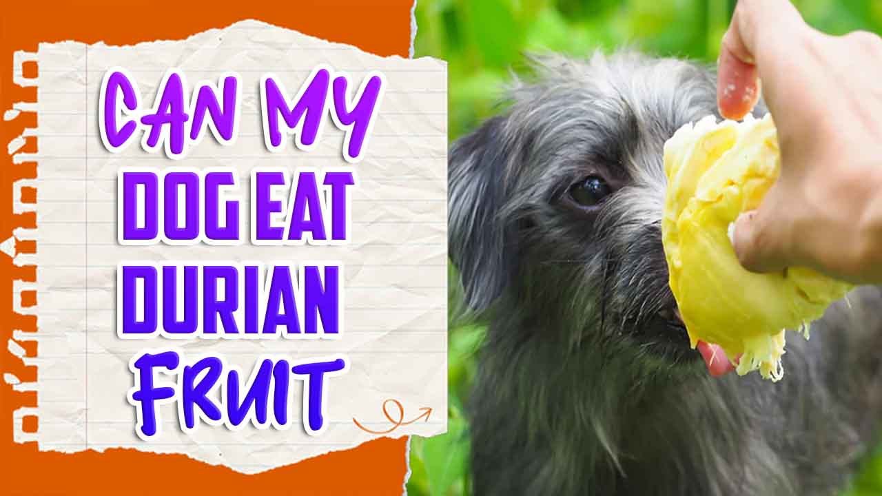 Can My Dog Eat Durian Fruit