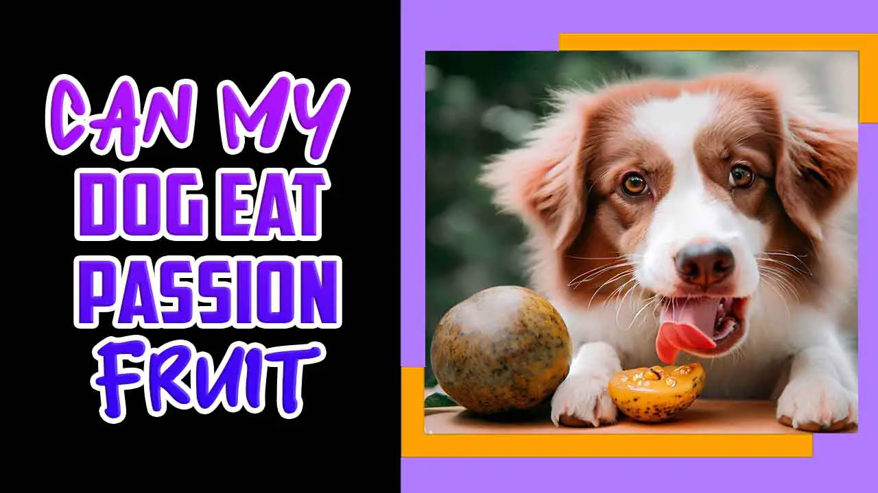 Can My Dog Eat Passion Fruit