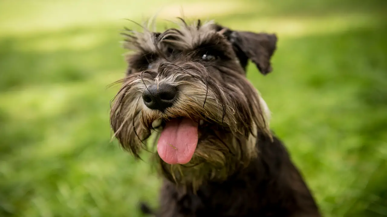 Can Schnauzers Go Blind