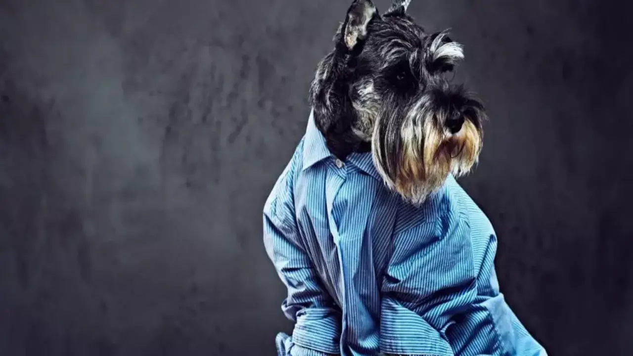 Can Schnauzers See Tv: Exploring Their Visual Abilities