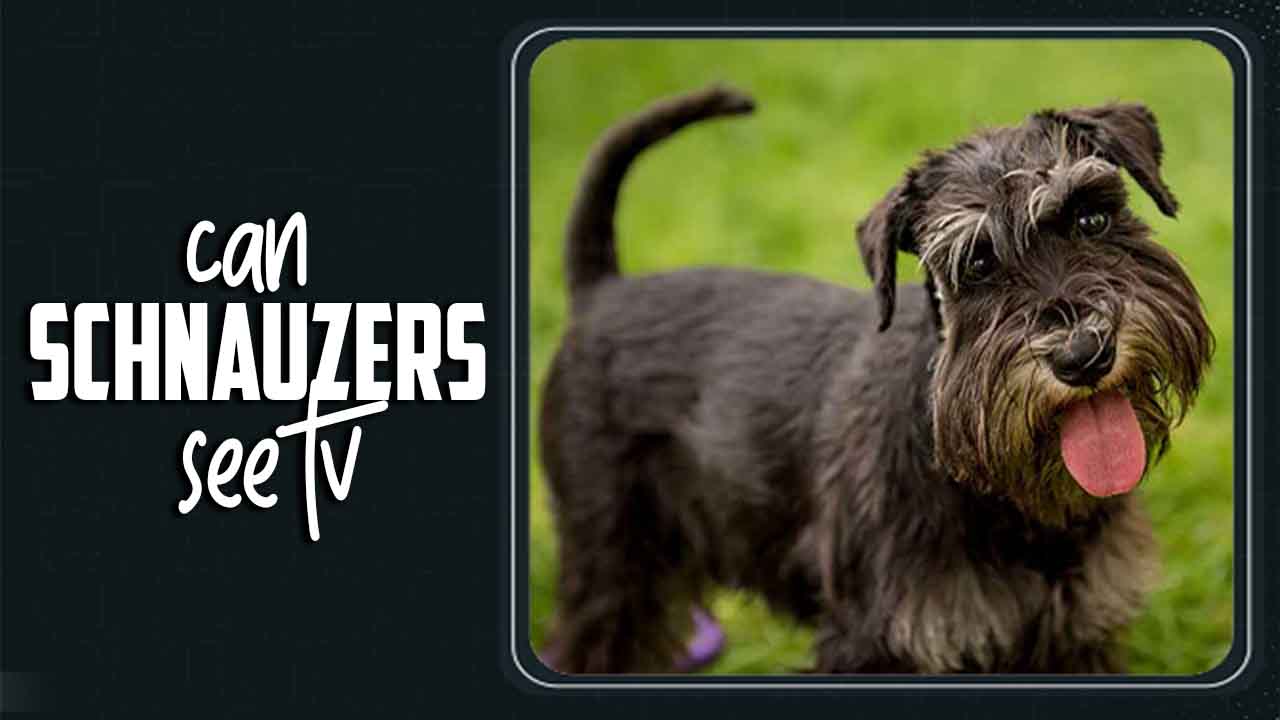 Can Schnauzers See Tv