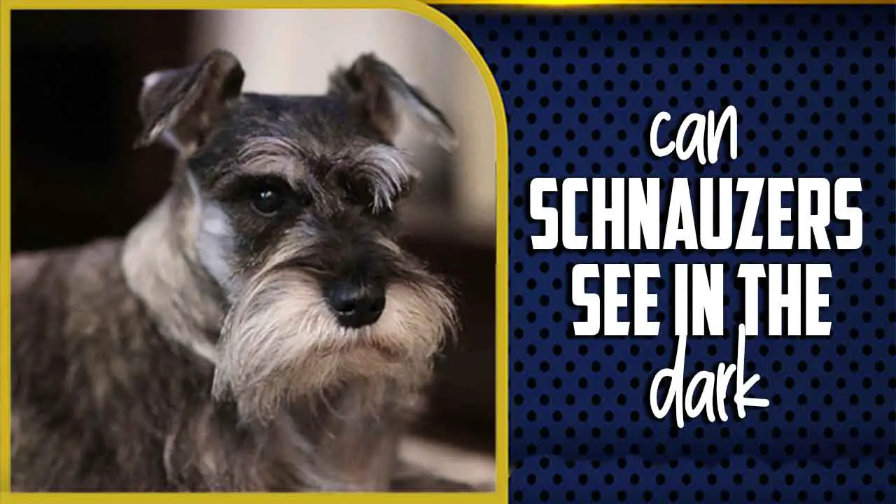 Can Schnauzers See In The Dark