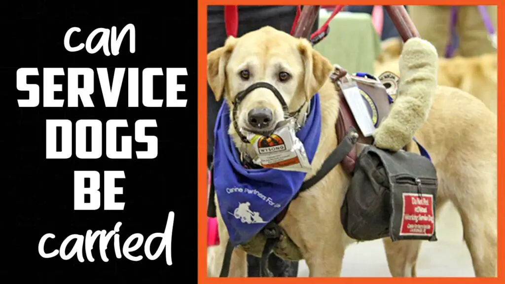 Can Service Dogs Be Carried - A Comprehensive Guide