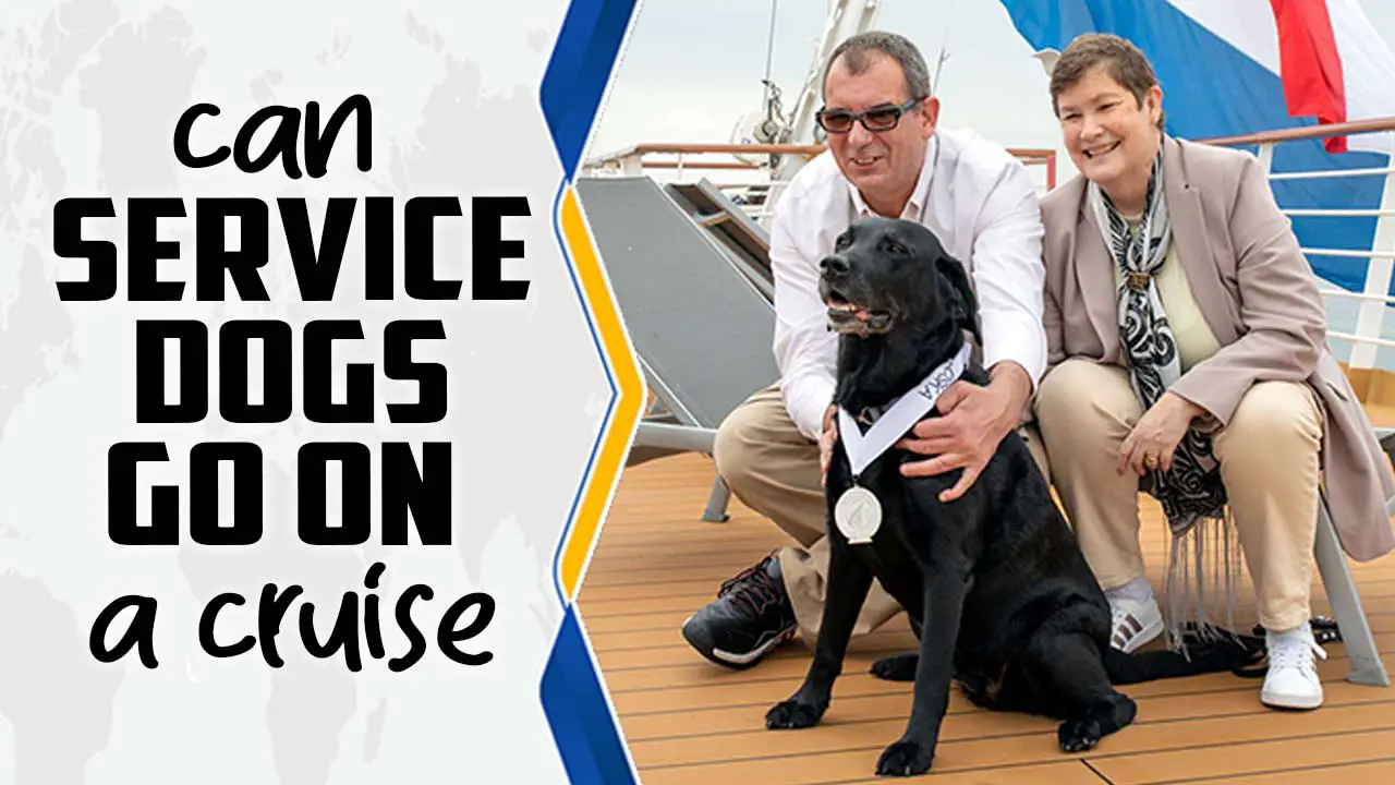 Can Service Dogs Go On A Cruise