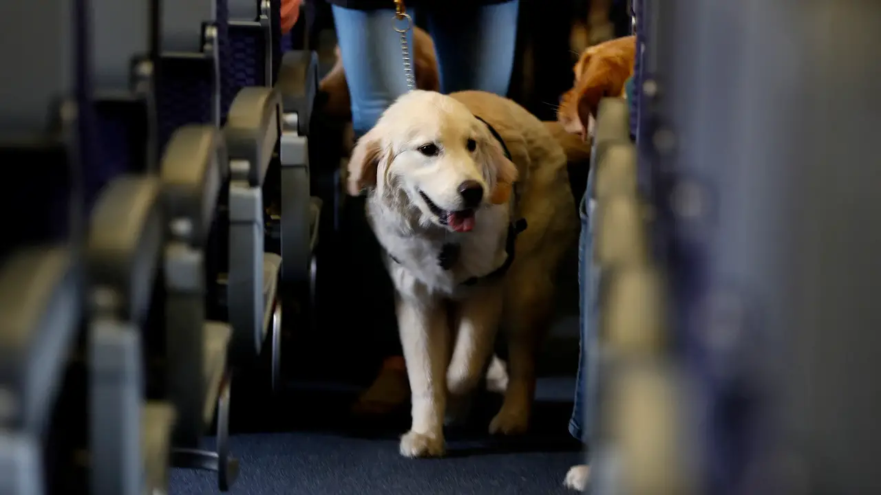 Can Service Dogs In Training Fly - All The Rules And Regulations