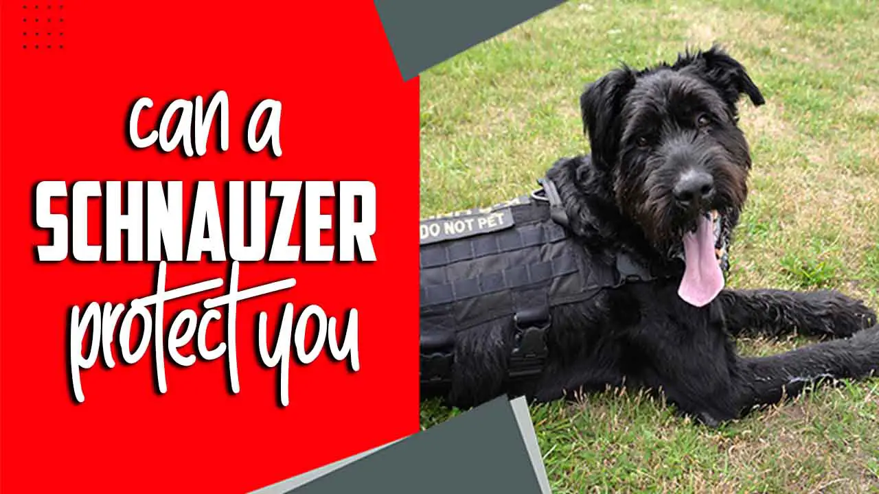 Can A Schnauzer Protect You