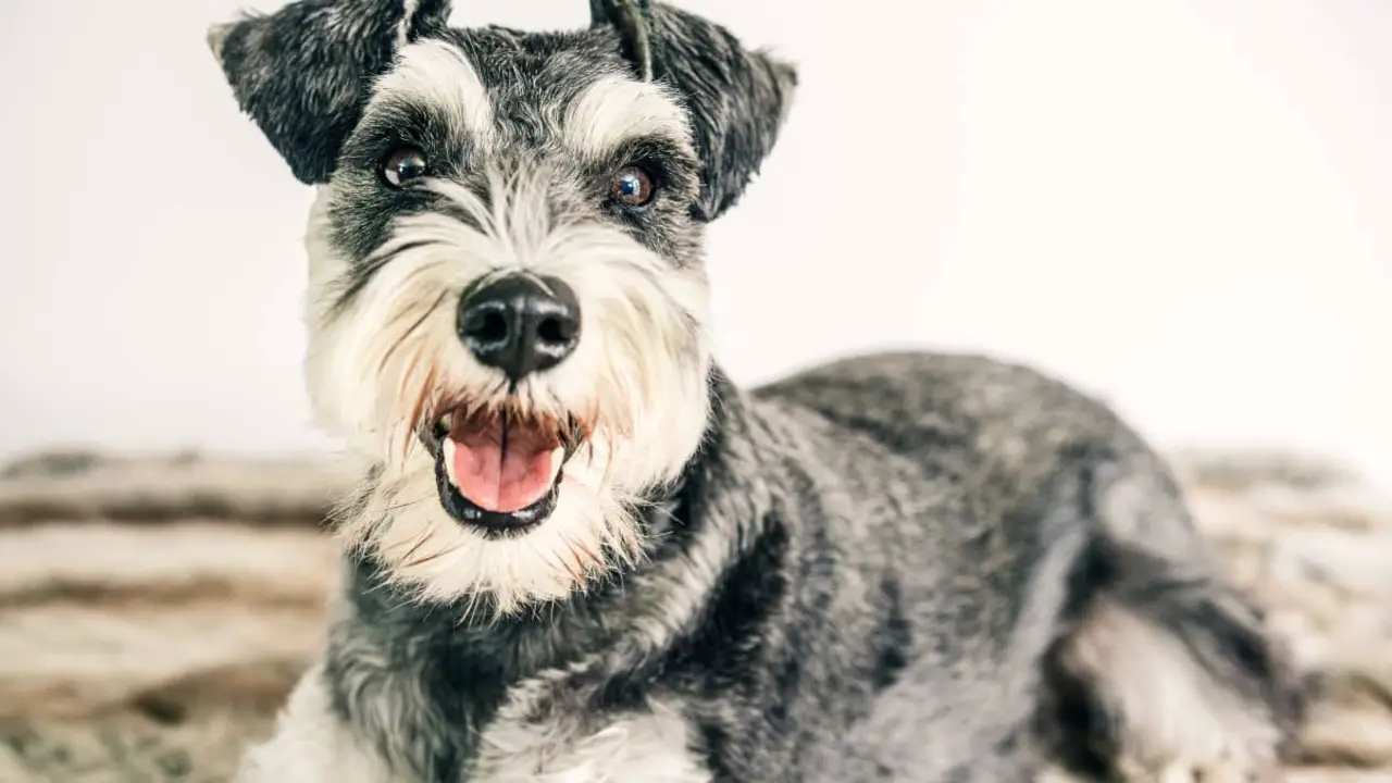 Caring For An Aging Schnauzer