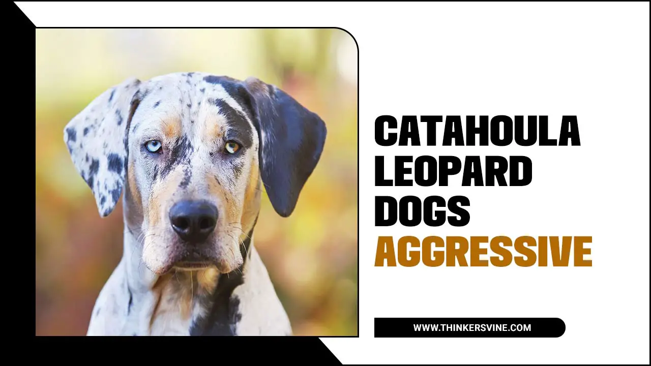 Catahoula Leopard Dogs Aggressive