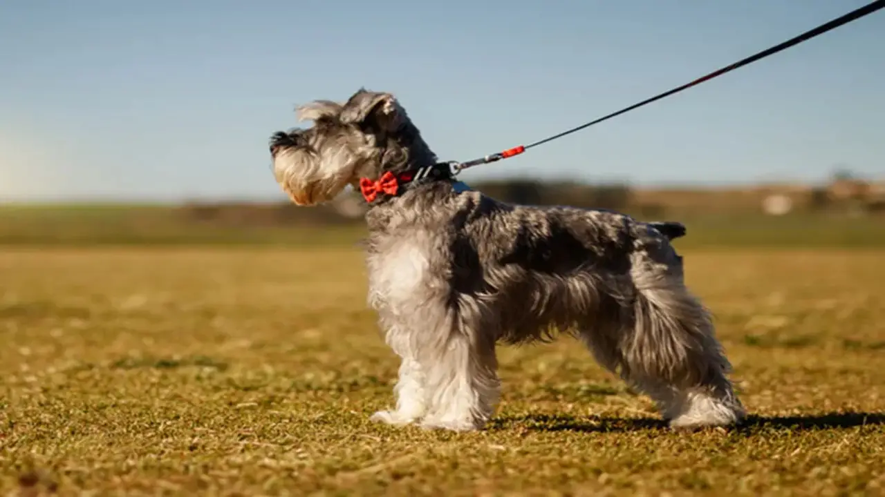 Catering To The Unique Exercise Needs Of Schnauzer Puppies And Older Dogs