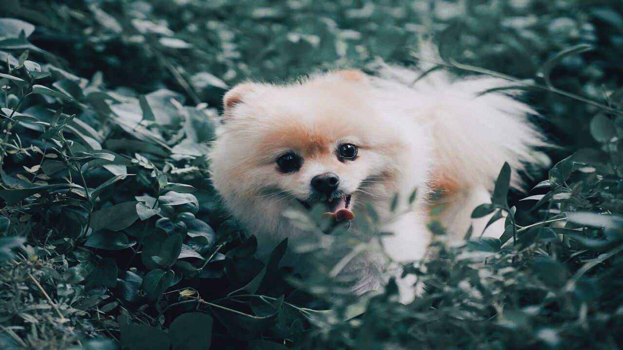 Challenges In Providing Jobs For Pomeranians