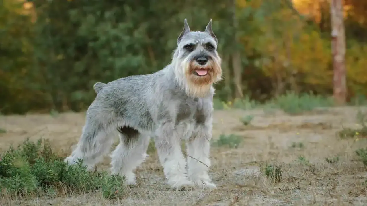 Choosing The Right Breeder For A Schnauzer