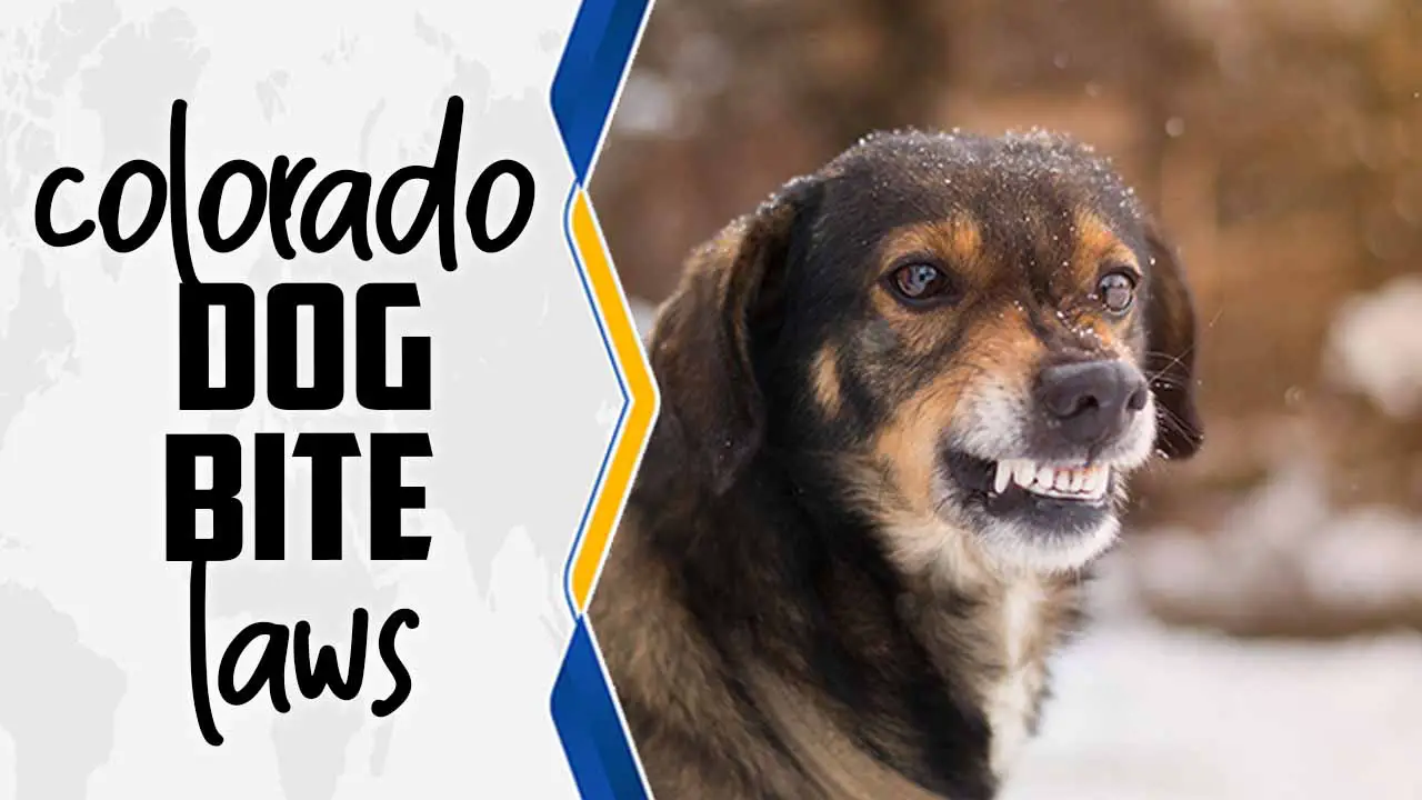 Colorado Dog Bite Laws