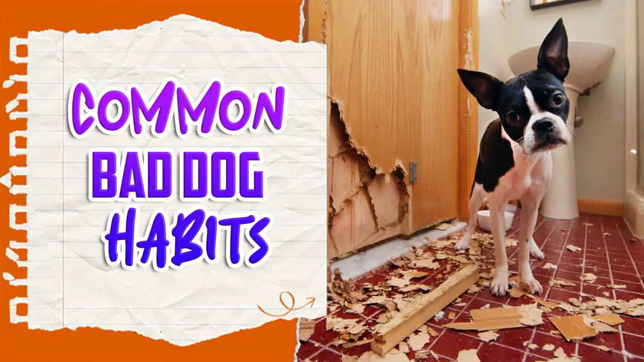 Common Bad Dog Habits