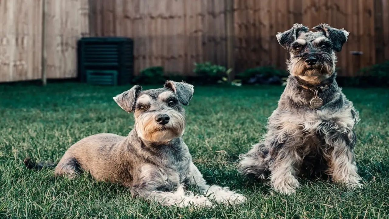 Common Dietary Factors That Can Impact A Schnauzer's Smell