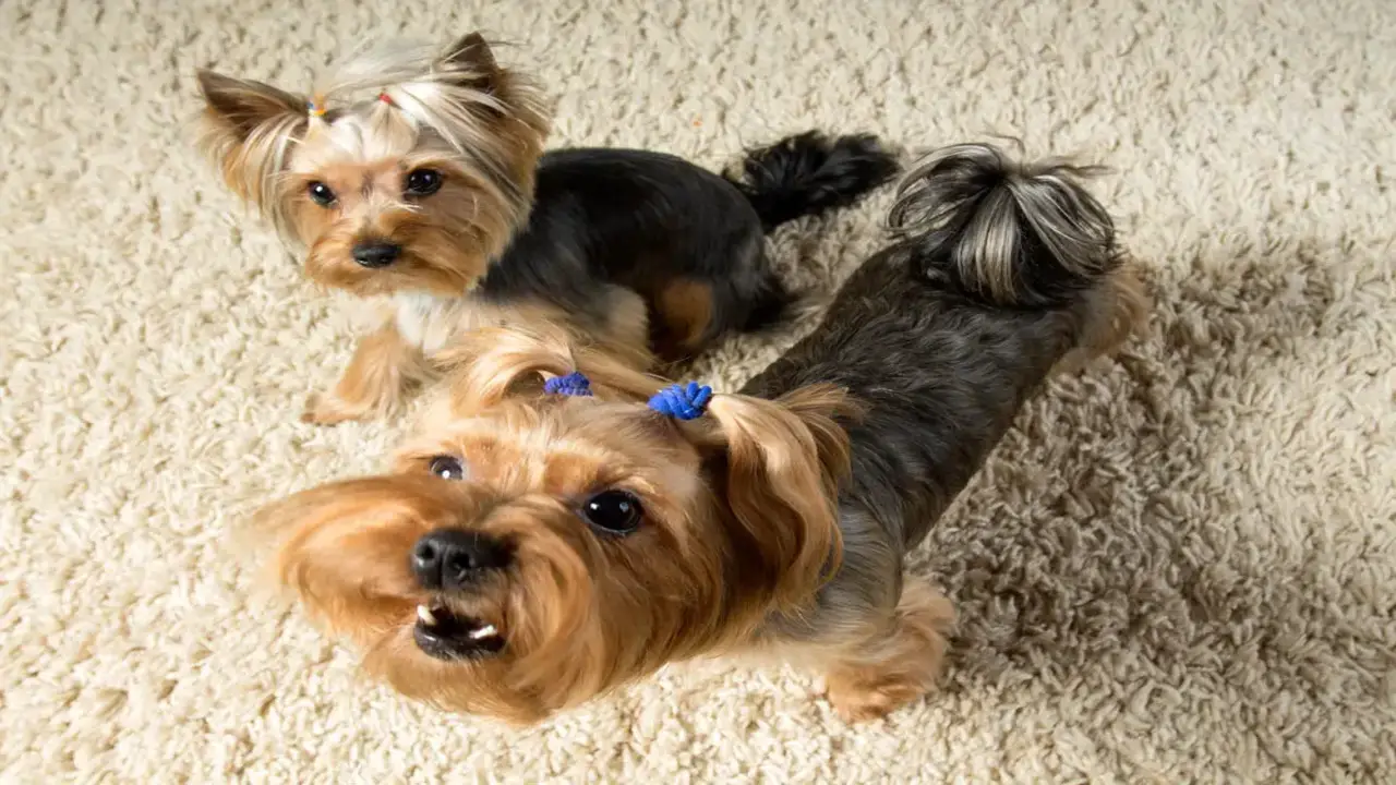 Common Reasons For Yorkie Barking