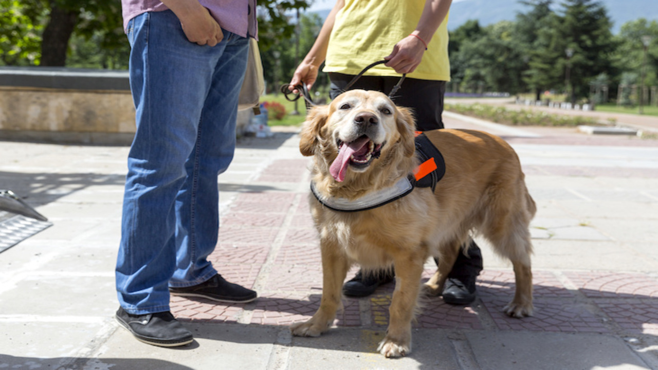 Comparing Emotional Support Animals And Service Animals