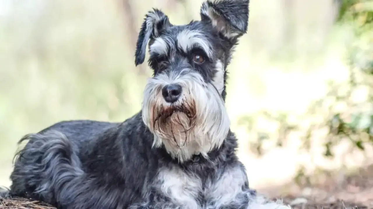 Decoding The Statistics On What Is The Mentality Of A Schnauzer