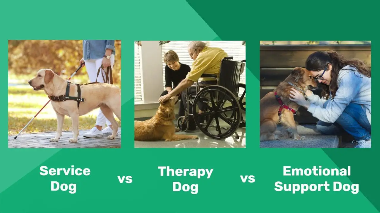 Differences Between A Service Dog, Emotional Support Dog, And Therapy Dog