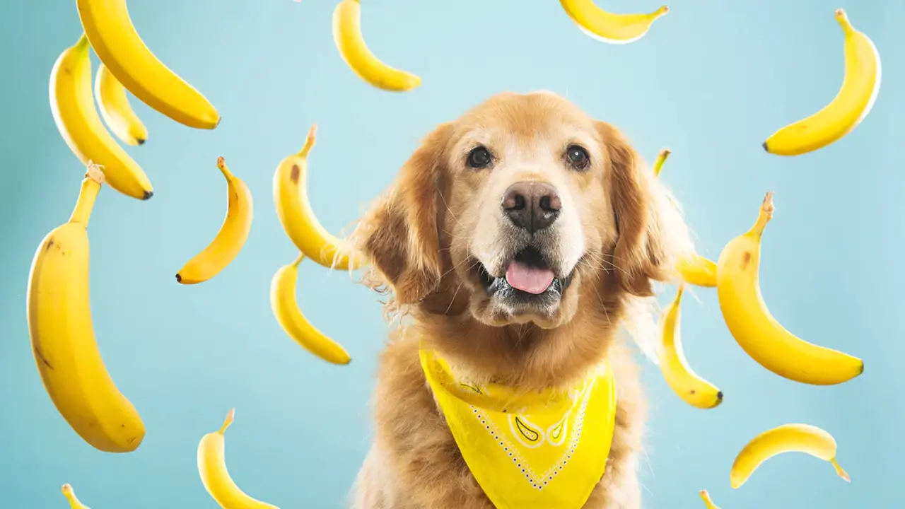 Discussion On- Is It Safe To Feed My Dog Bananas