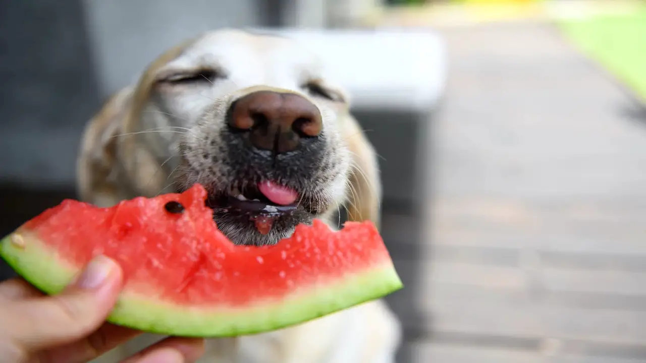 Discussion On- Is Watermelon Safe Or Bad For Dogs To Eat