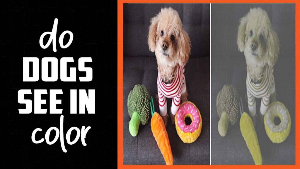 Do Dogs See In Color A Guide To Understanding Your Dog's Perception