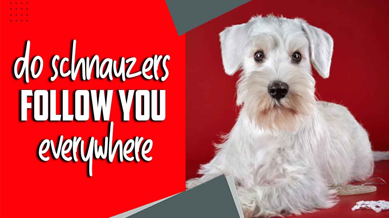  Do Schnauzers Follow You Everywhere